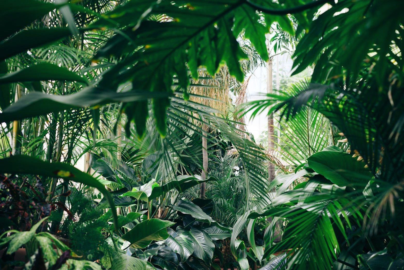Lush New Zealand greenery and native botanicals